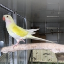 PRINCESS PARROT MUTATIONS