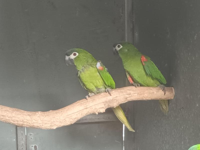 Hahns macaws unrelated pair DNA parent raised