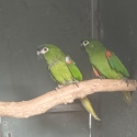 Hahns macaws unrelated pair DNA parent raised
