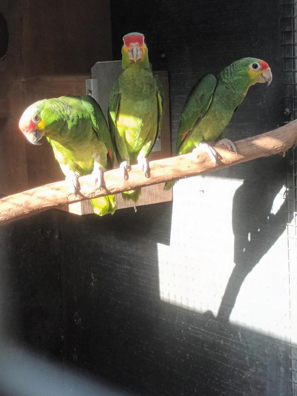 Red lored Amazons DNA cock birds parent raised last season young