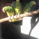 Red lored Amazons DNA cock birds parent raised last season young