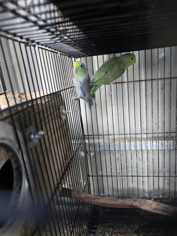 Parrotlets and conures