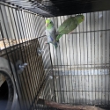 Parrotlets and conures