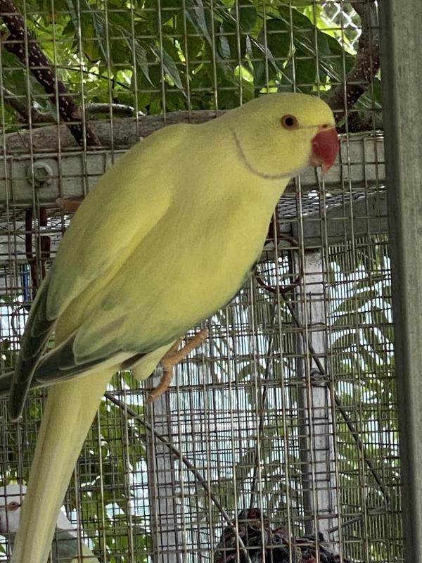 Opaline cleartail breeding pair