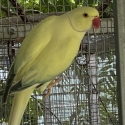 Opaline cleartail breeding pair