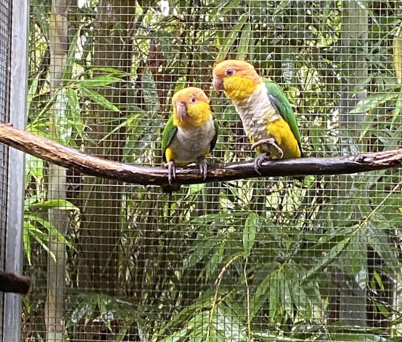 2024 WHITE BELLIED CAIQUES