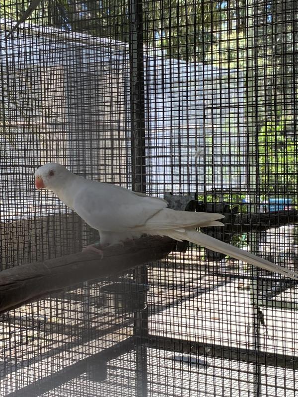 2024 PRINCESS PARROT MUTATIONS