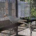 2024 PRINCESS PARROT MUTATIONS