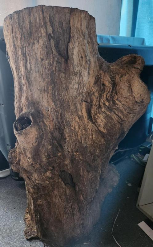 Large breeding log