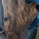 Large breeding log