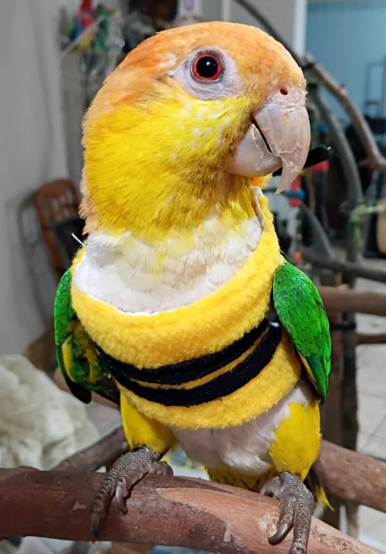 White bellied cauiqe handraised female
