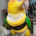 White bellied cauiqe handraised female
