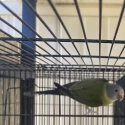 Plumhead Parrot Cock