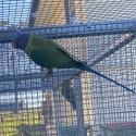 Plumhead Parrot Pair