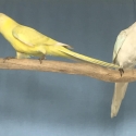 PACKAGE DEAL ON 3 PAIR OF MUTATION 28 PARROTS.