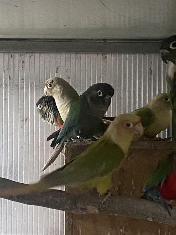 Various Conures