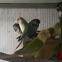 Various Conures
