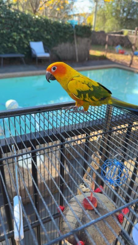 Female sun conure