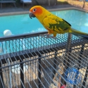 Female sun conure