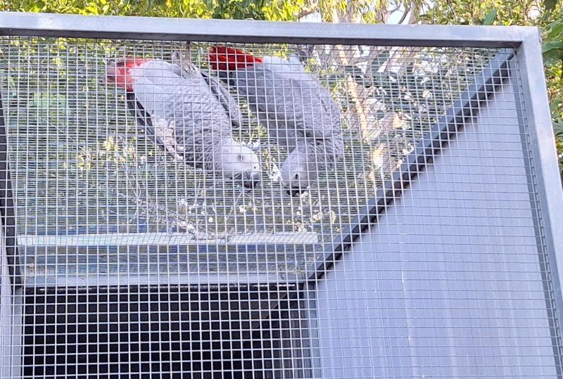 2024 Unrelated pair of African grey's
