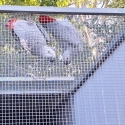 2024 Unrelated pair of African grey's