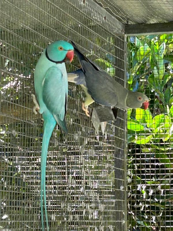 Indian Ringneck Pairs