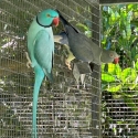 Indian Ringneck Pairs