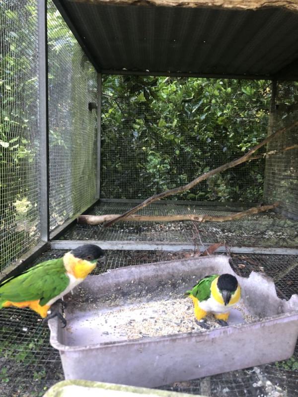 Caique Pairs