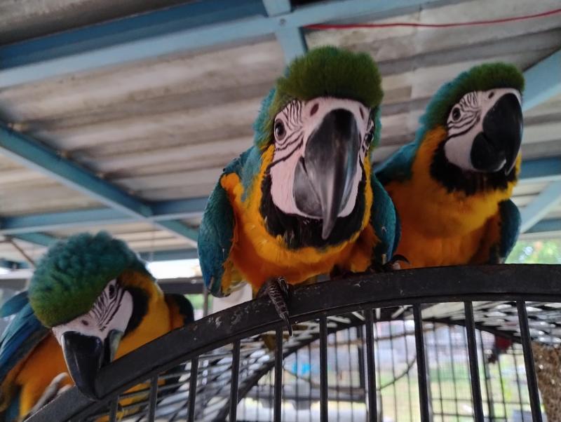 Blue & Gold Breeding Pr + 2 Hens + Burus + Figgies