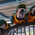 Blue & Gold Breeding Pr + 2 Hens + Burus + Figgies