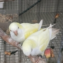 Cremino Quaker Hen