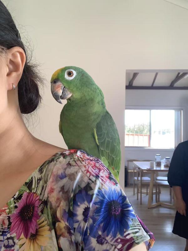 tamed Female yellow head Amazon with DNA certificate
