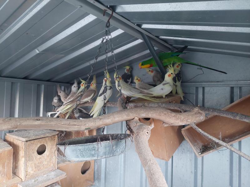 Cockatiels