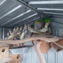 Cockatiels