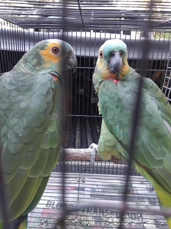 Blue fronted Amazon's breeding pair