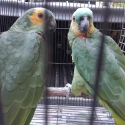 Blue fronted Amazon's breeding pair