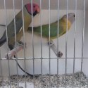 Mutation plumheads breeding pairs