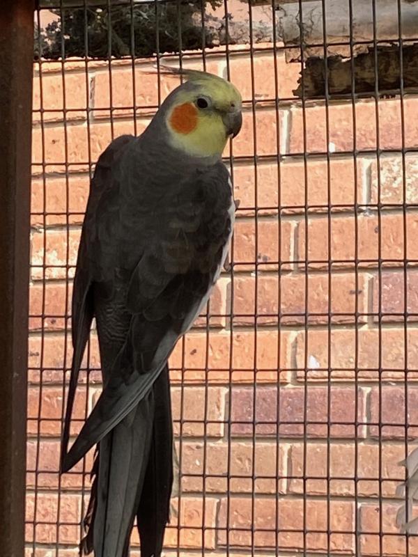 SPLIT OLIVE SPLIT WHITEFACE COCKATIELS SOME OTHER COLOURS