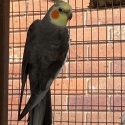 SPLIT OLIVE SPLIT WHITEFACE COCKATIELS SOME OTHER COLOURS