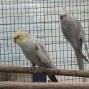 PASTEL SILVER  & WHITEFACE  PASTELSILVER