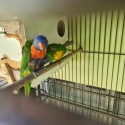2 mature pairs rainbow lorikeet make an offer