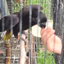 hand reared black loris