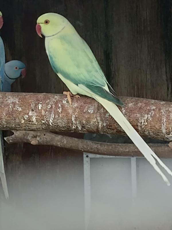 MATURE INDIAN RINGNECK COCK BIRDS READY TO PAIR UP