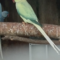 MATURE INDIAN RINGNECK COCK BIRDS READY TO PAIR UP
