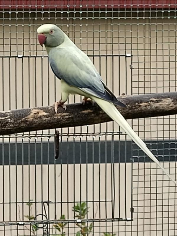 MATURE INDIAN RINGNECK HENS READY TO BREED