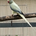 MATURE INDIAN RINGNECK HENS READY TO BREED