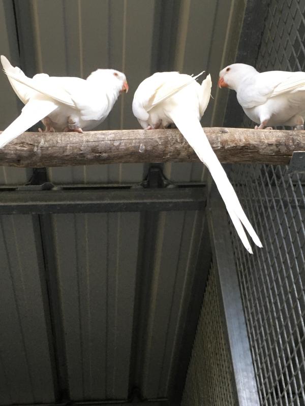 Process parrots
