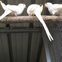 Process parrots