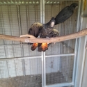 Red tailed black cockatoo