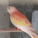 PARROT BREEDERS EXPO 13th July 25 ,CLAREDON -SYDNEY